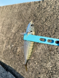 マアジの釣果