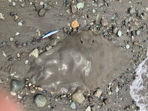 エイの釣果