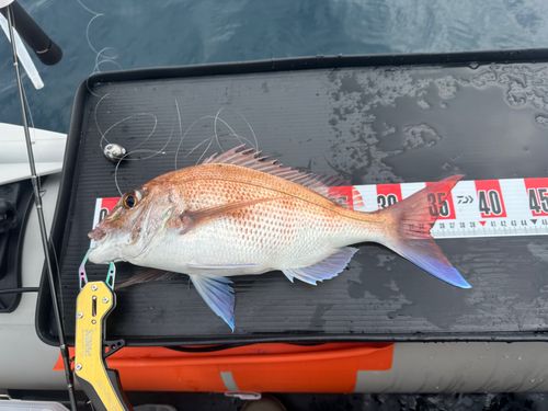 マダイの釣果