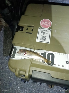 ムツの釣果