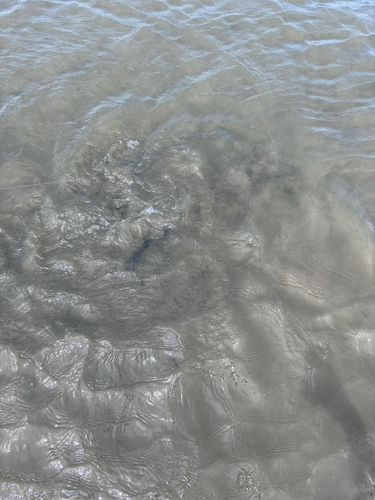 アカエイの釣果