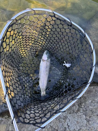 ニジマスの釣果