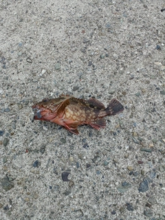 カサゴの釣果