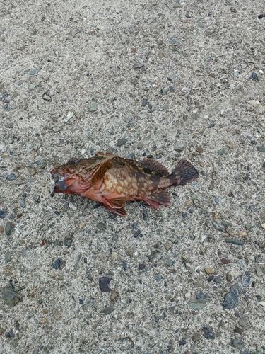 カサゴの釣果