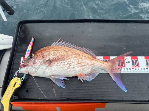 マダイの釣果