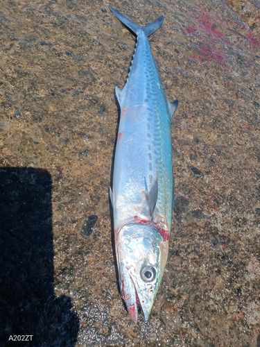 サゴシの釣果
