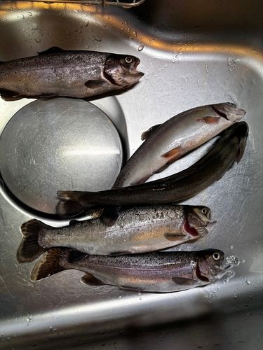 ニジマスの釣果