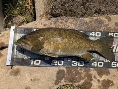 スモールマウスバスの釣果