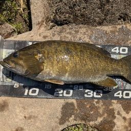 スモールマウスバス