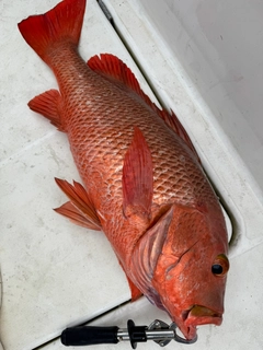 ゴマフエダイの釣果