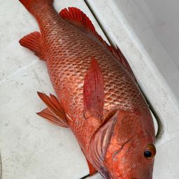 ゴマフエダイ
