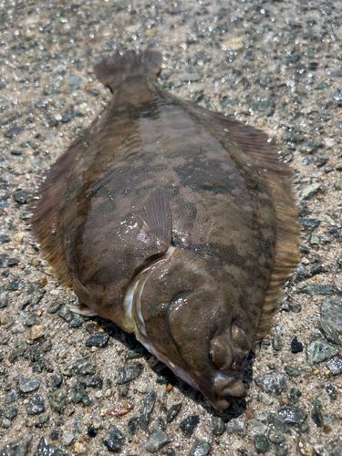 カレイの釣果