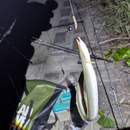ウナギ
