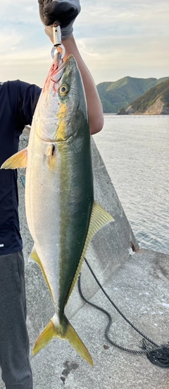 ブリの釣果