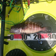 マハタの釣果