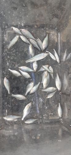 ヤリタナゴの釣果