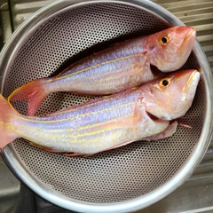 イトヨリダイの釣果