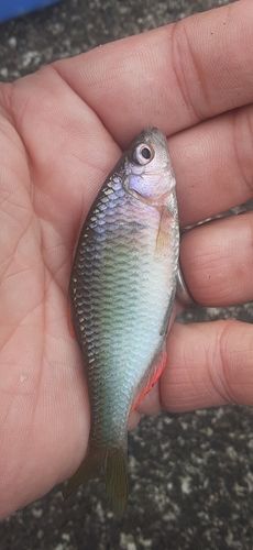 ヤリタナゴの釣果