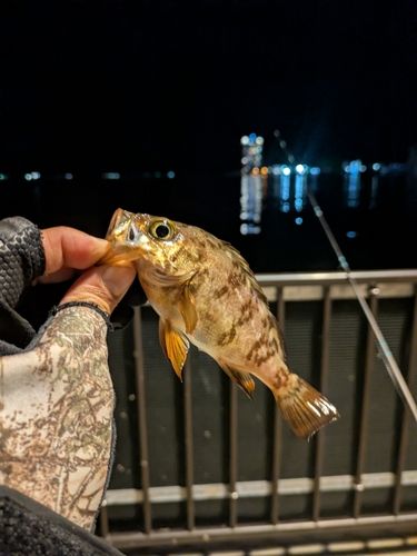メバルの釣果