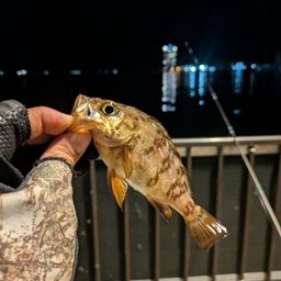 メバル