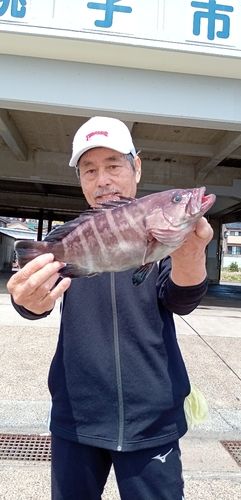 マハタの釣果