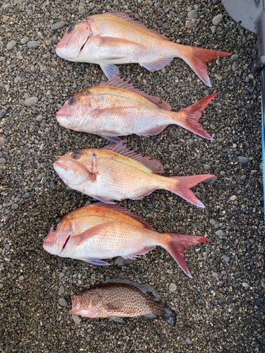 マダイの釣果