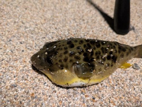 フグの釣果