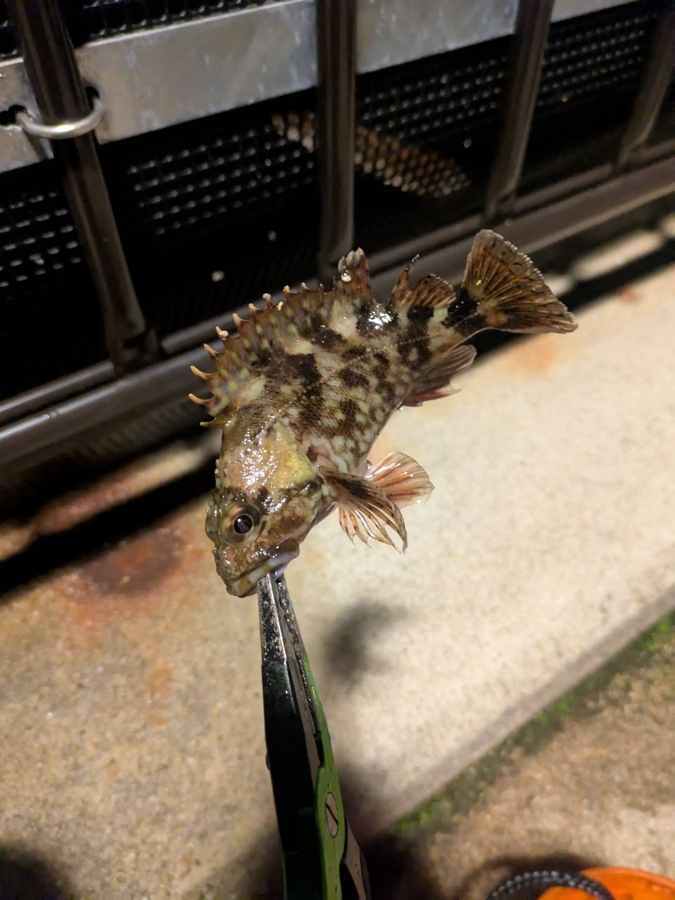 カサゴ
