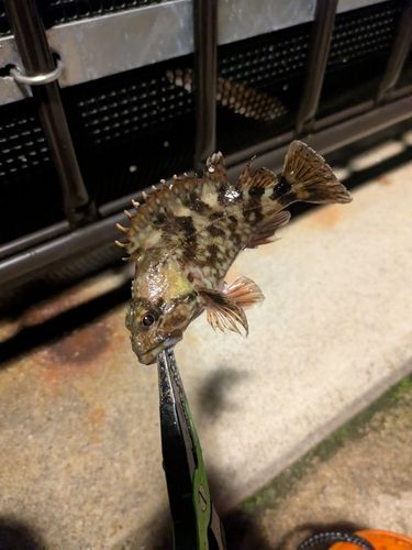 カサゴの釣果