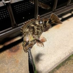 カサゴ