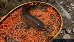 ヤマトイワナの釣果