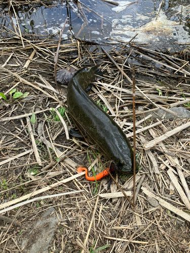 ライギョの釣果