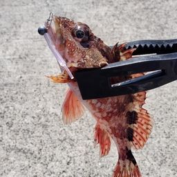 カサゴ