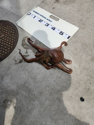 マダコの釣果