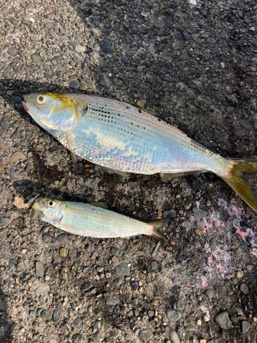 コノシロの釣果