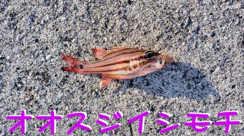 オオスジイシモチの釣果