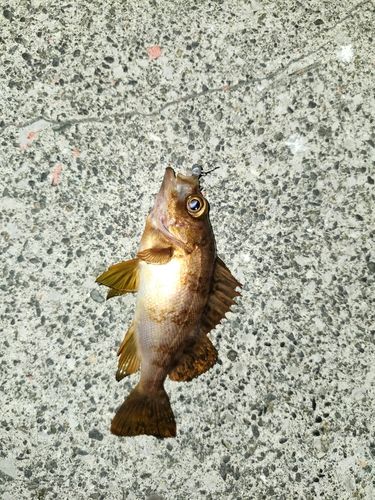 アカメバルの釣果