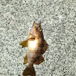 アカメバル