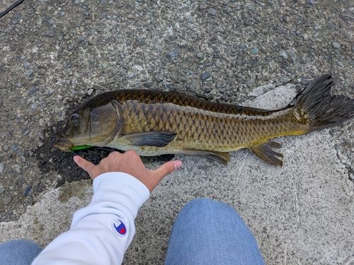 コイの釣果