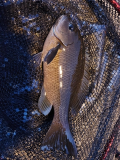 メジナの釣果