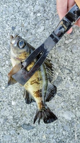 メバルの釣果