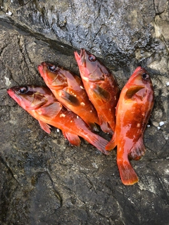 アカハタの釣果
