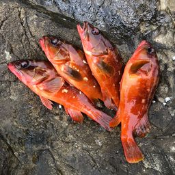 アカハタ