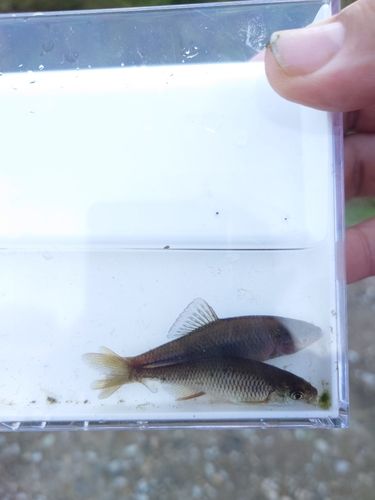 タナゴの釣果