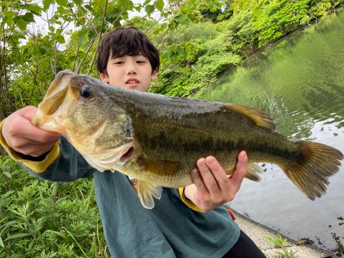 ブラックバスの釣果