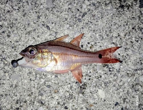 ネンブツダイの釣果