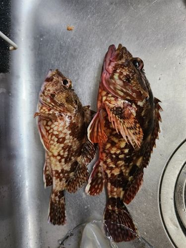 アラカブの釣果