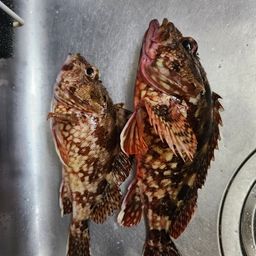 アラカブ