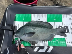 メジナの釣果