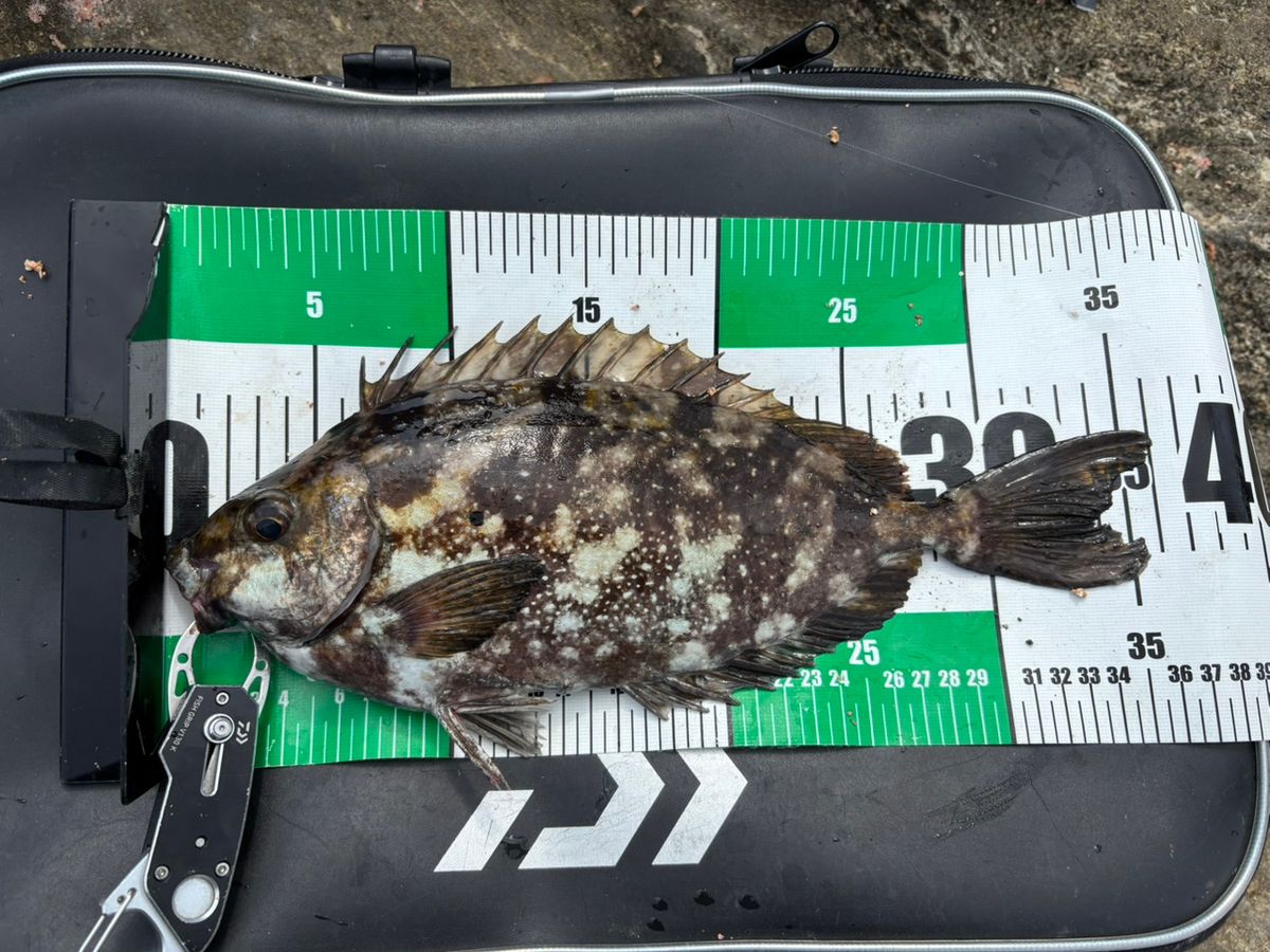 ザッキー🐟さんの釣果 2枚目の画像